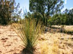 APN 205-13-067 Yucca Cactus