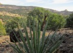 APN 201-35-007 Vegetation Yucca (1)