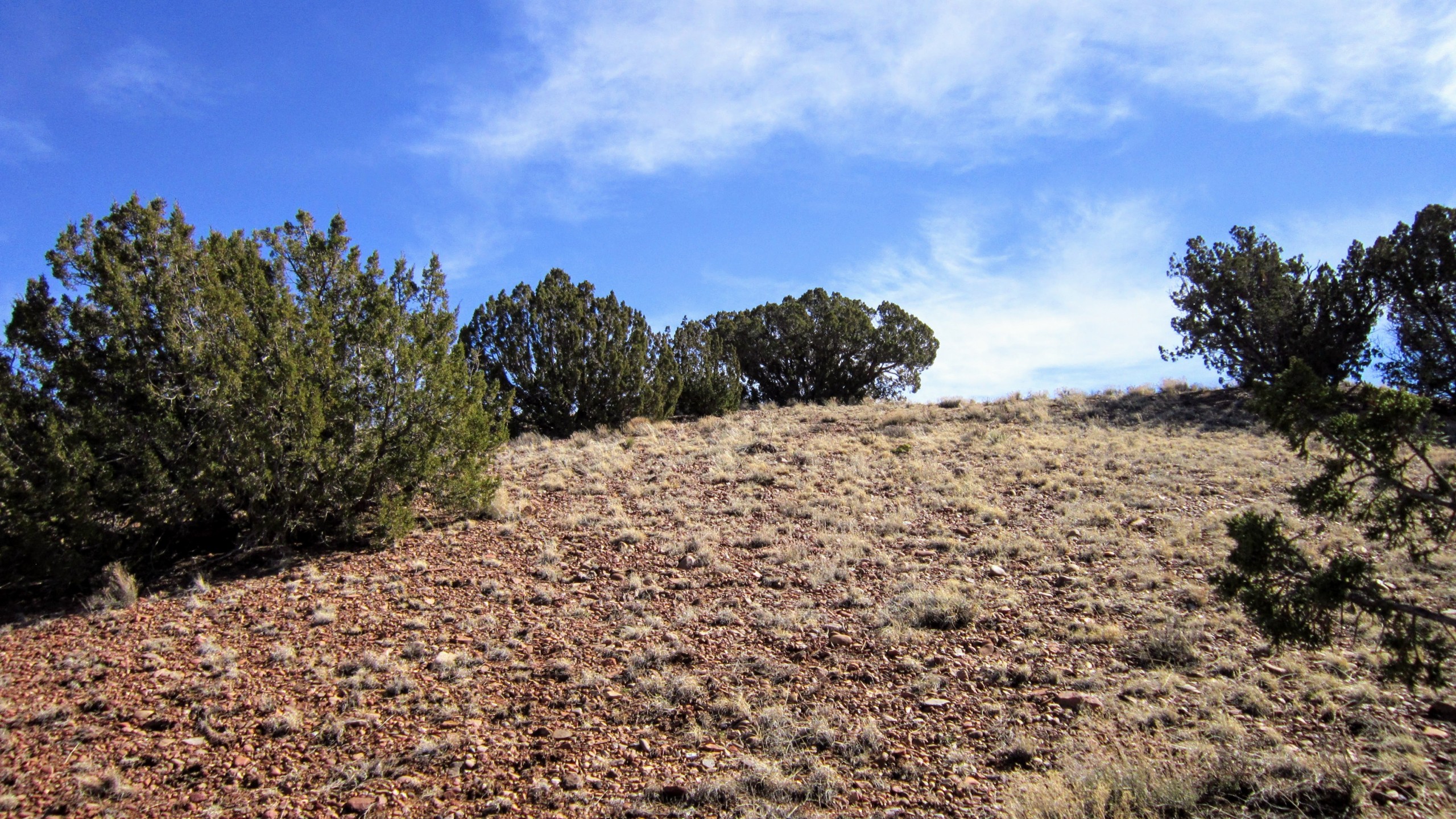 Juniper