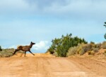 Mule Deer in Roadfeat